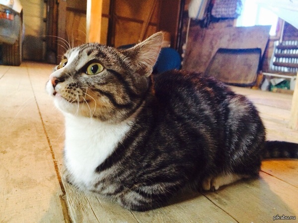 ����� ���� ���.