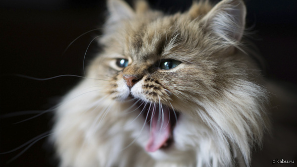     Prodigy - Smack My Bitch Up