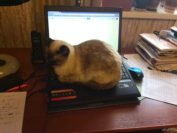 ��� ������� �����, ���� �����.