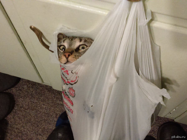 Cat vs Bag