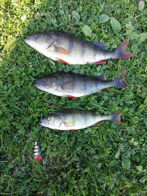 Сезон открыл успешно