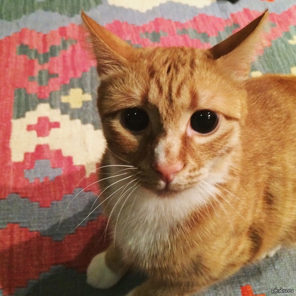 Котик готов напасть