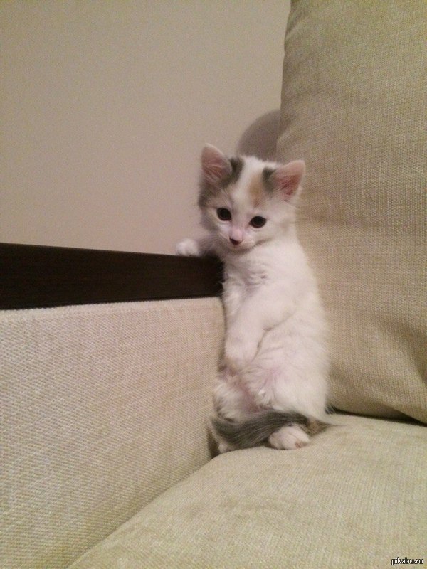 Коточальник