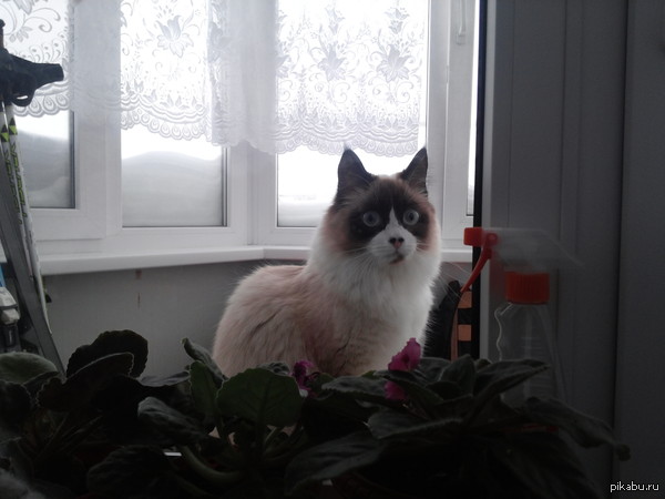 фотогеничная кошка