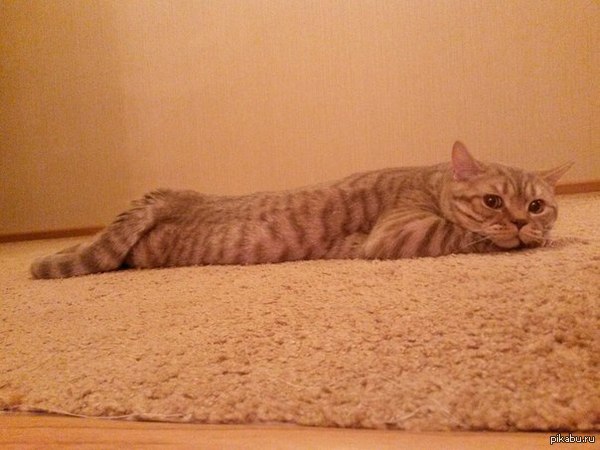 ��� � ��� �������