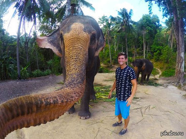 Сэлфи. Канадский турист кормил бананами слона в Таиланде, держа в руках экшн-камеру GoPro, когда слон выхватил камеру.