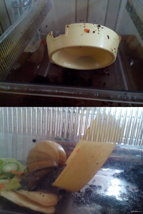 Что она пытается сделать?