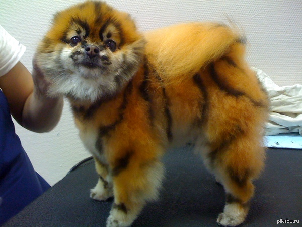 "��� ������ �����"