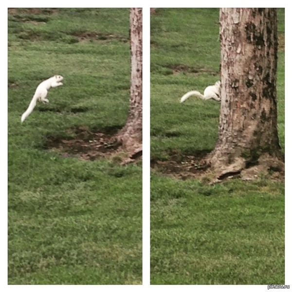 Редкая белая белка показывает почему она редкая, порой она забывает, что она белка.