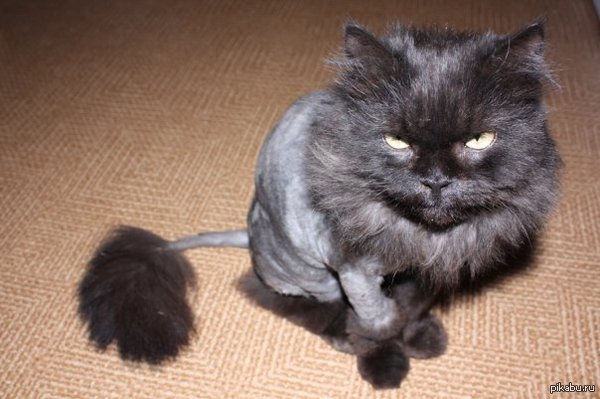 Слышал тут любят котиков ?