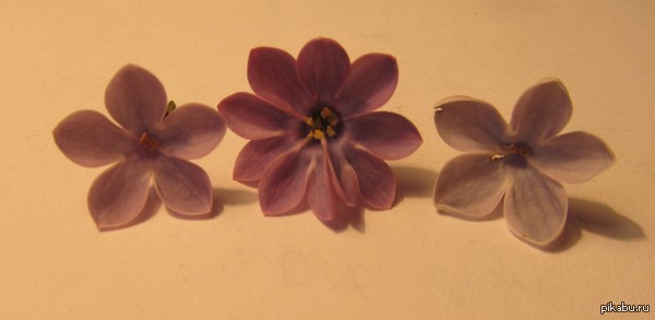   ,       :  ,  ?(lol, mutation here!)
