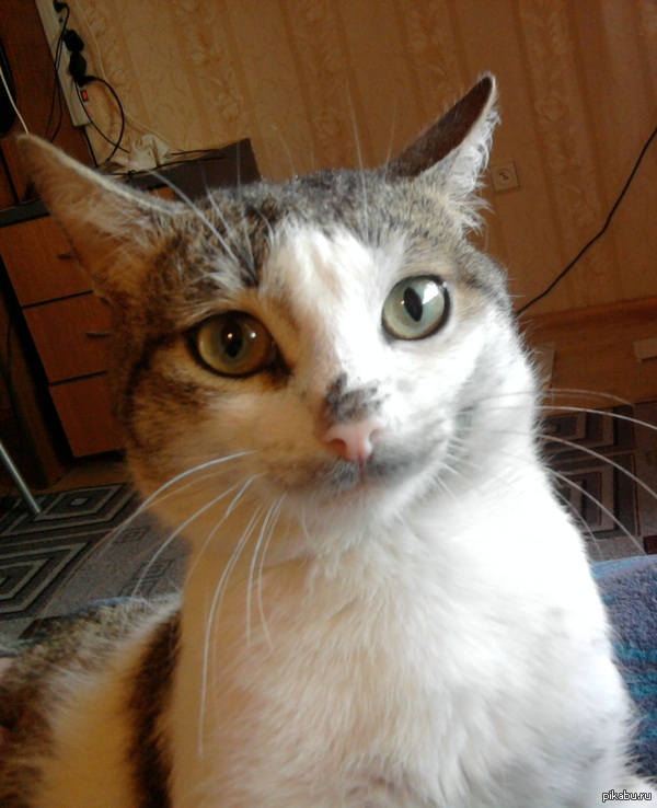 Мой кот очень любит велосипедную цепь | Пикабу