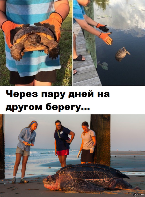  ,      ?    :   <a href="http://pikabu.ru/story/quotspaseniequot_3350780">http://pikabu.ru/story/_3350780</a>   :  <a href="http://pikabu.ru/story/cherepashka_3371140">http://pikabu.ru/story/_3371140</a>