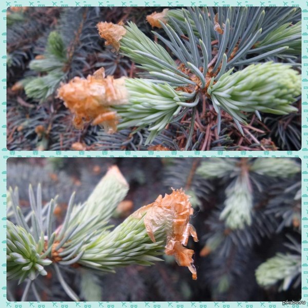 Весенний наркотик