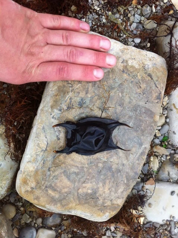 ������ ���������??