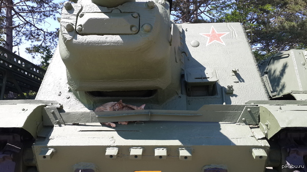 Кошка с котенком на самоходке.