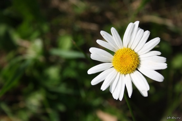 just chamomile - My, The photo, Chamomile, Flowers