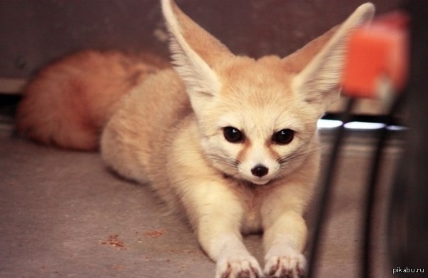 ���� �������