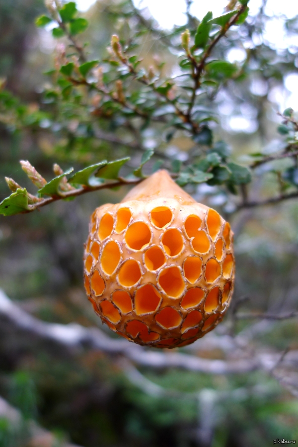   Cyttaria gunnii     .