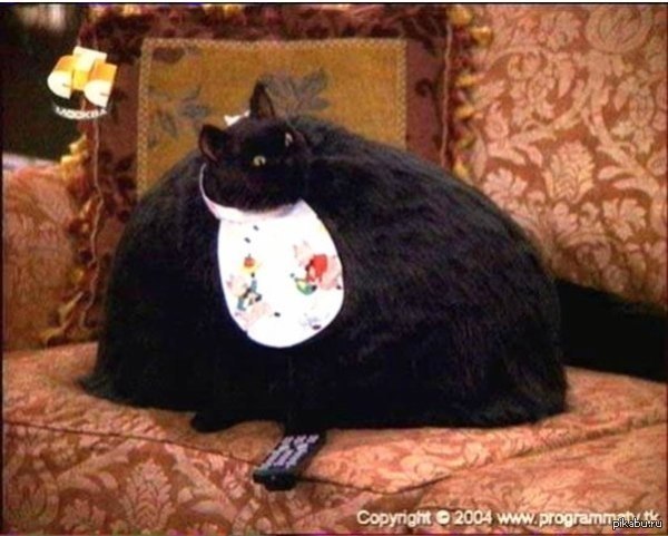 Парень: А где моя любимая киса?  Я: