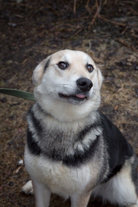 Wowdog �� ������