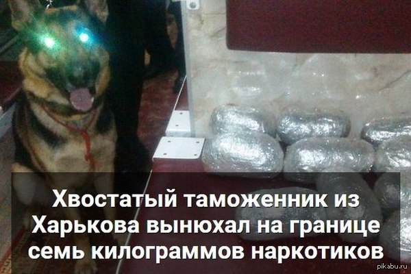   http://kh.vgorode.ua/news/sobytyia/260908-khvostatyi-tamozhennyk-yz-kharkova-vynuikhal-na-hranytse-s-rf-sem-kylohrammov-narkotykov