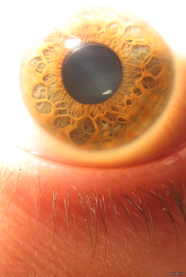 � ������ ������� ���� �����