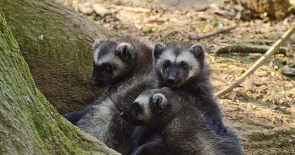 Zoo born. Росомаха детеныш. Росомаха животное детеныш. Кутенок Росомахи. Щенок Росомахи.