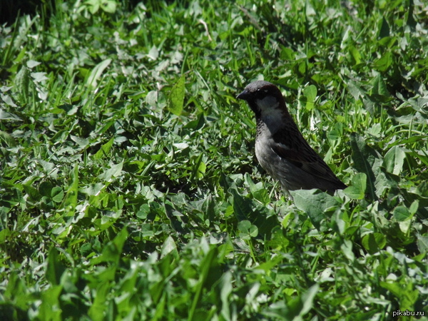 ......    ) ,   )    Panasonic Lumix LZ30