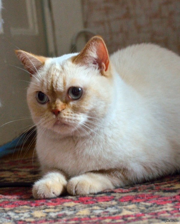 ���������. ���. ��� ������� ��������� �����. ��������, ������� ���� � ����. �������� ���� �������!