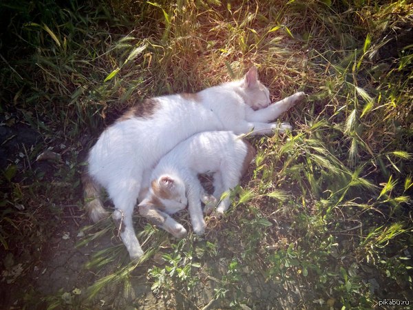 Кошачий дзэн