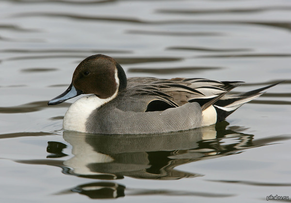 Она идеальна. А вы - нет.