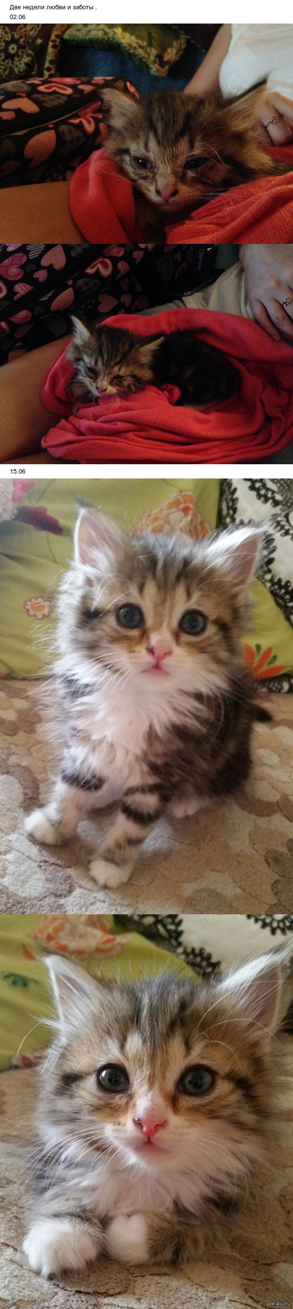 Нашли на улице котейку. Теперь Бусей её зовут.