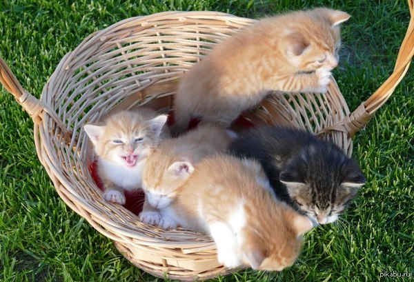 �������� �������