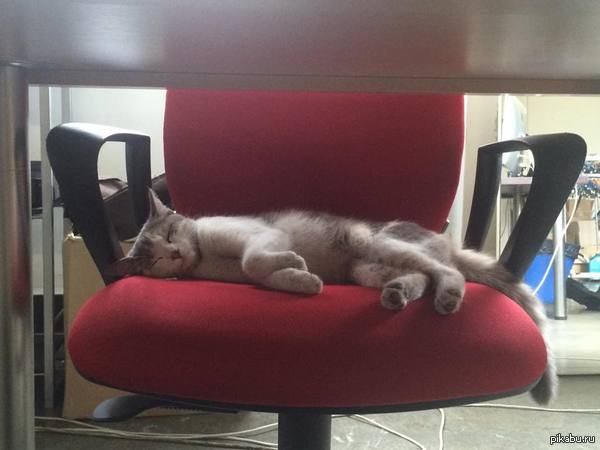 Наш новый сотрудник))