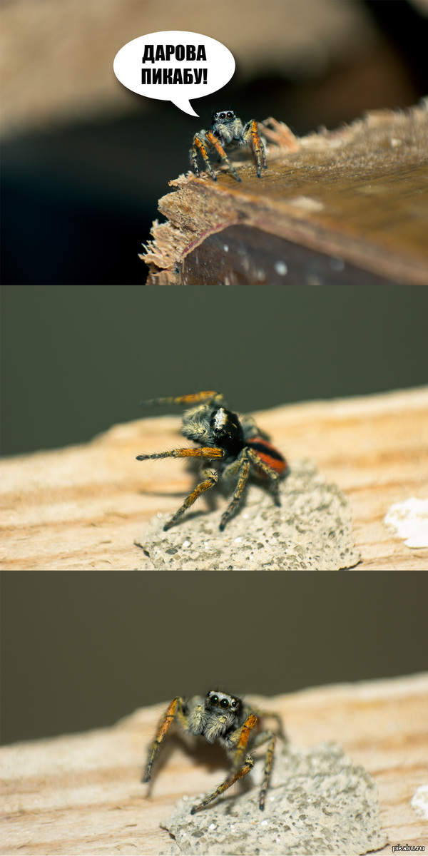 ������ :)