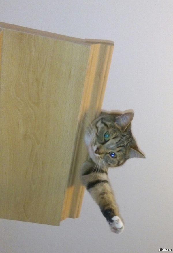 Привет Пикабу, от Миши )