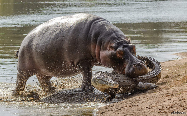        ,    .    ,      Kruger National Park (),   .