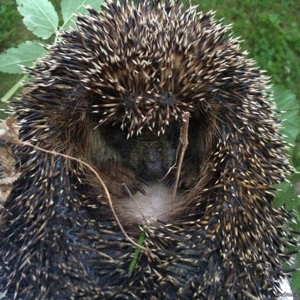 сезон охоты на ежей открыт!