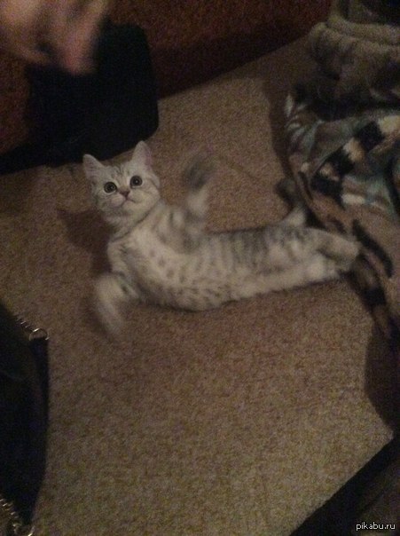 Не пятничное, но мое первое котэ ( сори за качество, фоткал на кошачий лоток )