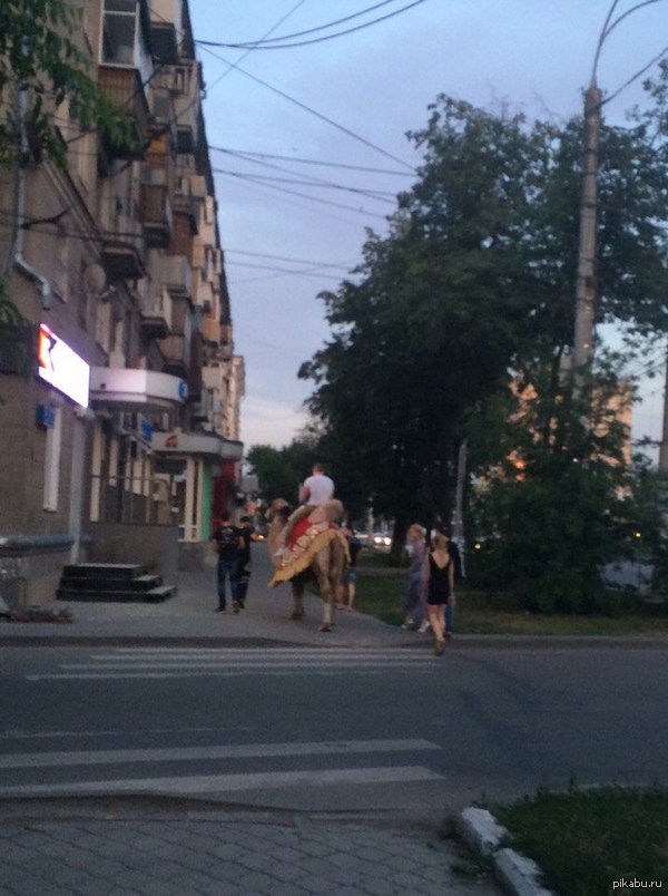 Ничего необычного, просто верблюд