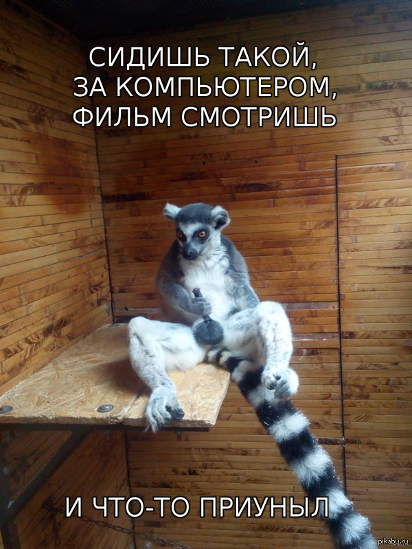 This is how it happens - Zoo, Animals, NSFW, Lemur, Depressed