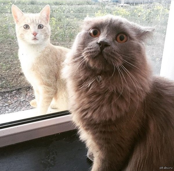 &quot;  ,       &quot;