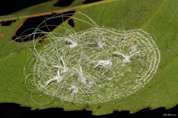 &quot;&quot;  Spiraling Whiteflies