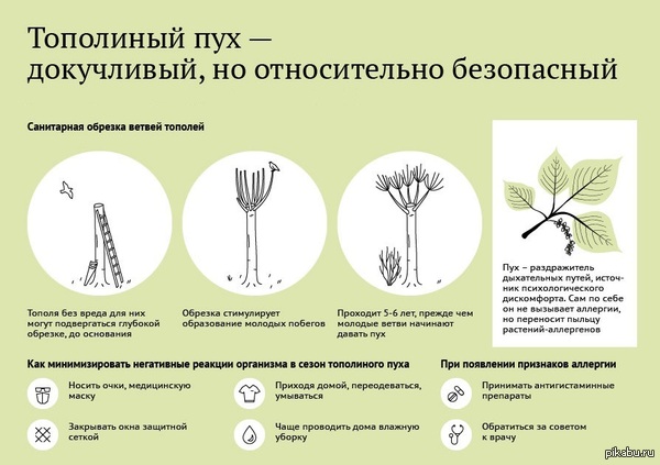 Тополиный пух | Пикабу