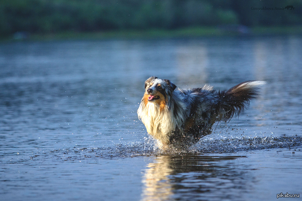 � �������