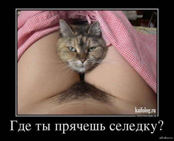 The truth is somewhere near - NSFW, Funny, cat