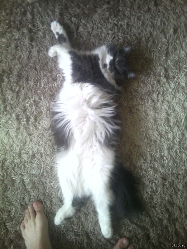 "Ну че стал, погладь меня!"