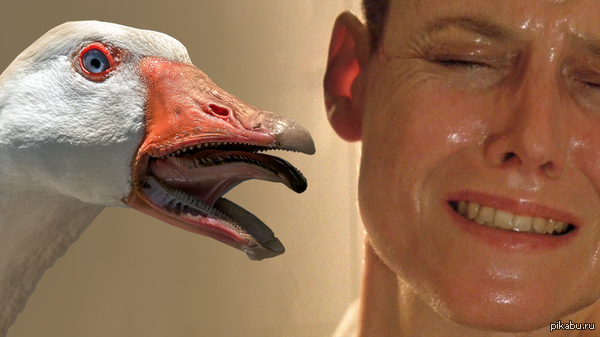 Терминатор - 35