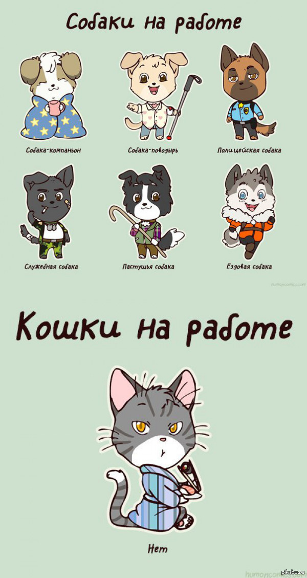 Собаки VS Котики